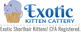 Exotic Kitten Cattery